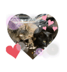 ふかのけねこ（個別スタンプ：14）