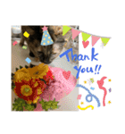 ふかのけねこ（個別スタンプ：16）