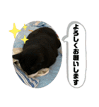 ふかのけねこ（個別スタンプ：18）