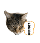 ふかのけねこ（個別スタンプ：19）