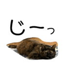 ふかのけねこ（個別スタンプ：20）