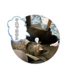 ふかのけねこ（個別スタンプ：22）