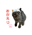 マンチカンのまるくん（個別スタンプ：4）