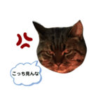マンチカンのまるくん（個別スタンプ：6）