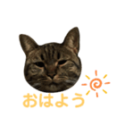 マンチカンのまるくん（個別スタンプ：7）