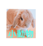 あおはらちゃんねる（個別スタンプ：8）