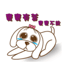 かわいいマルチーズ犬ベイベイ（個別スタンプ：2）