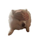 kyouken milkys（個別スタンプ：3）