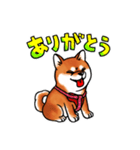 柴犬ちょびすけ（個別スタンプ：1）