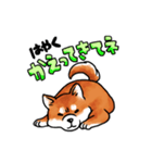 柴犬ちょびすけ（個別スタンプ：4）
