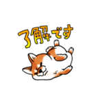柴犬ちょびすけ（個別スタンプ：5）