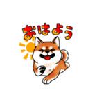 柴犬ちょびすけ（個別スタンプ：6）