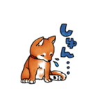柴犬ちょびすけ（個別スタンプ：8）