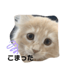 大型猫ちゃん メインクーン（個別スタンプ：1）