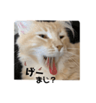 大型猫ちゃん メインクーン（個別スタンプ：2）
