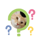 大型猫ちゃん メインクーン（個別スタンプ：3）