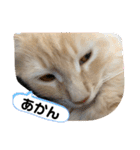大型猫ちゃん メインクーン（個別スタンプ：4）