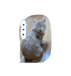 大型猫ちゃん メインクーン（個別スタンプ：8）