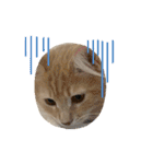 大型猫ちゃん メインクーン（個別スタンプ：9）