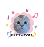 大型猫ちゃん メインクーン（個別スタンプ：10）