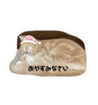 大型猫ちゃん メインクーン（個別スタンプ：11）