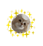 大型猫ちゃん メインクーン（個別スタンプ：13）