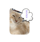 大型猫ちゃん メインクーン（個別スタンプ：14）