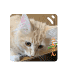 大型猫ちゃん メインクーン（個別スタンプ：16）