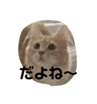 大型猫ちゃん メインクーン（個別スタンプ：17）