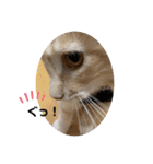 大型猫ちゃん メインクーン（個別スタンプ：19）