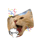 大型猫ちゃん メインクーン（個別スタンプ：21）