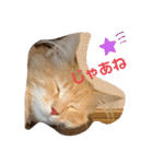 大型猫ちゃん メインクーン（個別スタンプ：23）