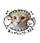 大型猫ちゃん メインクーン（個別スタンプ：26）