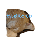 大型猫ちゃん メインクーン（個別スタンプ：27）