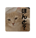 大型猫ちゃん メインクーン（個別スタンプ：28）