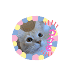 大型猫ちゃん メインクーン（個別スタンプ：31）