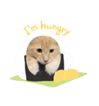 大型猫ちゃん メインクーン（個別スタンプ：33）