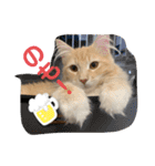 大型猫ちゃん メインクーン（個別スタンプ：34）