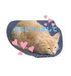 大型猫ちゃん メインクーン（個別スタンプ：36）