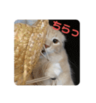 大型猫ちゃん メインクーン（個別スタンプ：38）