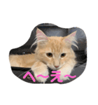 大型猫ちゃん メインクーン（個別スタンプ：39）