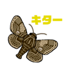 蛾っこいいスタンプ改（個別スタンプ：13）