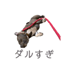 loa’s stamp（個別スタンプ：5）