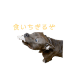 loa’s stamp（個別スタンプ：6）
