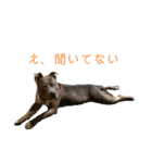 loa’s stamp（個別スタンプ：10）