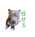 loa’s stamp（個別スタンプ：11）