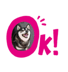 柴犬   ―シキブ―（個別スタンプ：1）