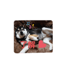 柴犬   ―シキブ―（個別スタンプ：5）