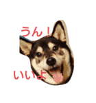 柴犬   ―シキブ―（個別スタンプ：6）
