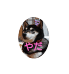 柴犬   ―シキブ―（個別スタンプ：7）